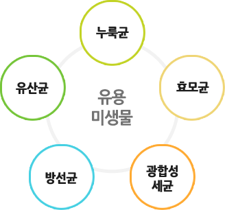 유용미생물 - 누룩균,효모균,광합성세균,방선균,유산균