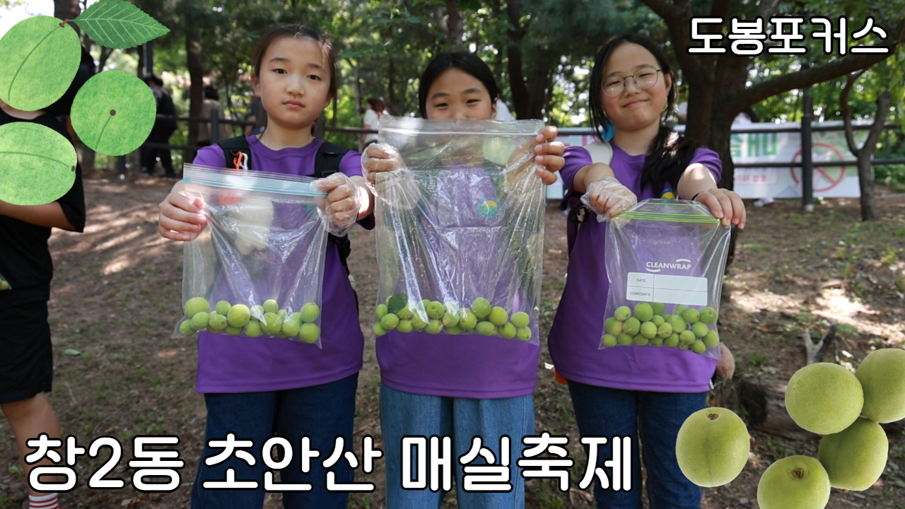[도봉포커스] 제12회 창2동 초안산 매실축제