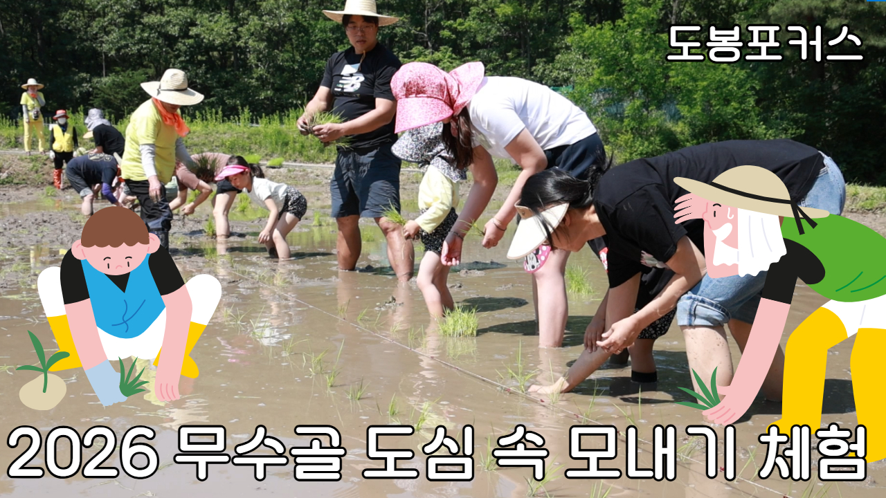 [도봉포커스] 무수골 도심 속 모내기 체험