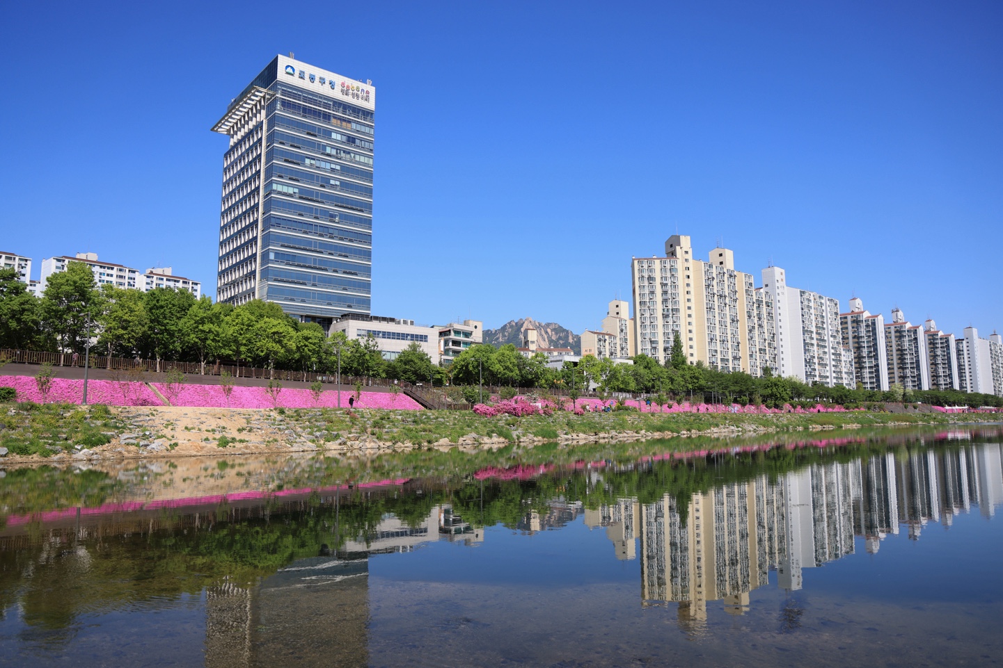중랑천 꽃잔디 산책, 도심 속에서 만나는 봄의 쉼