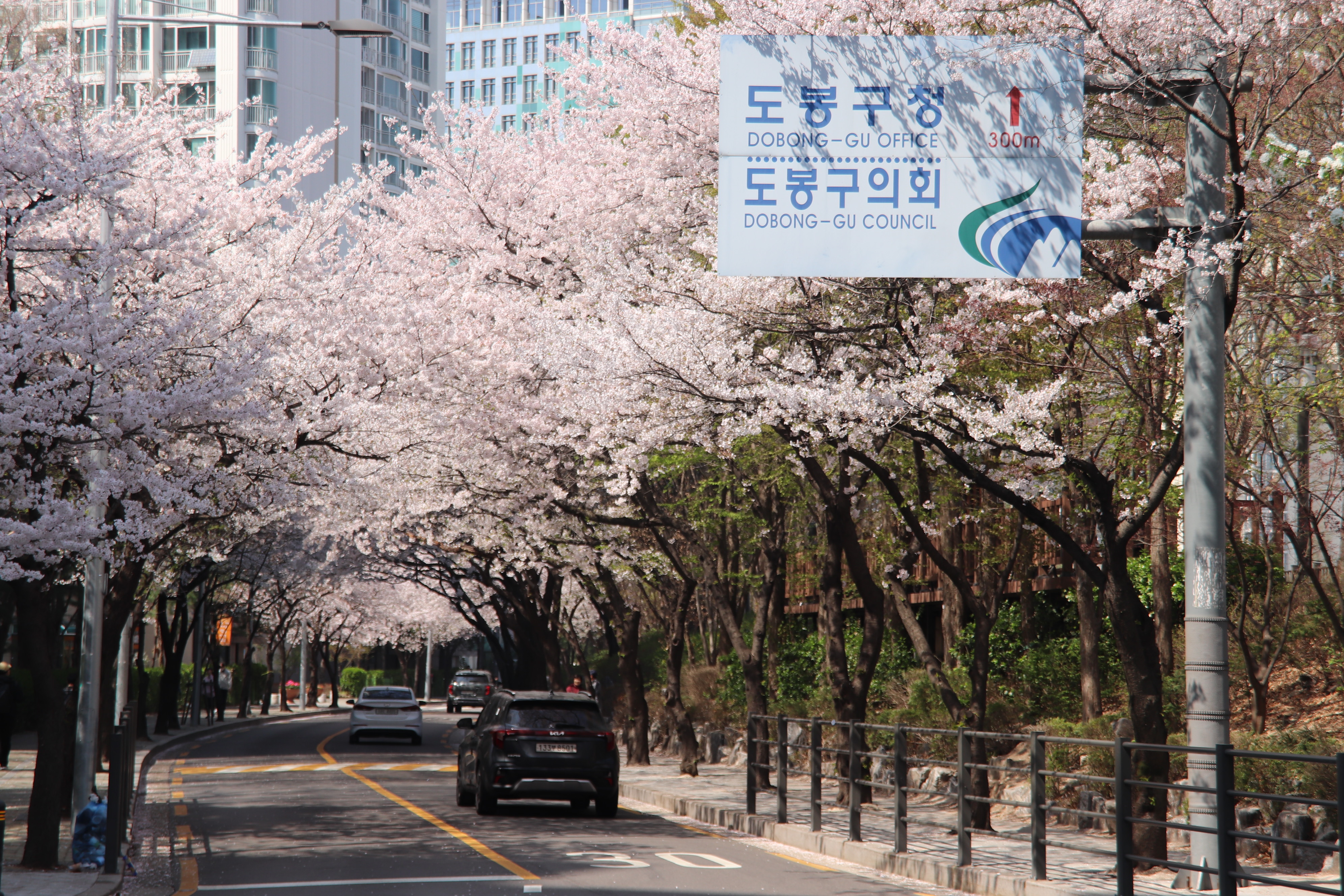 분홍빛 설레임, 도봉구 중랑천변 벚꽃길을 걷다